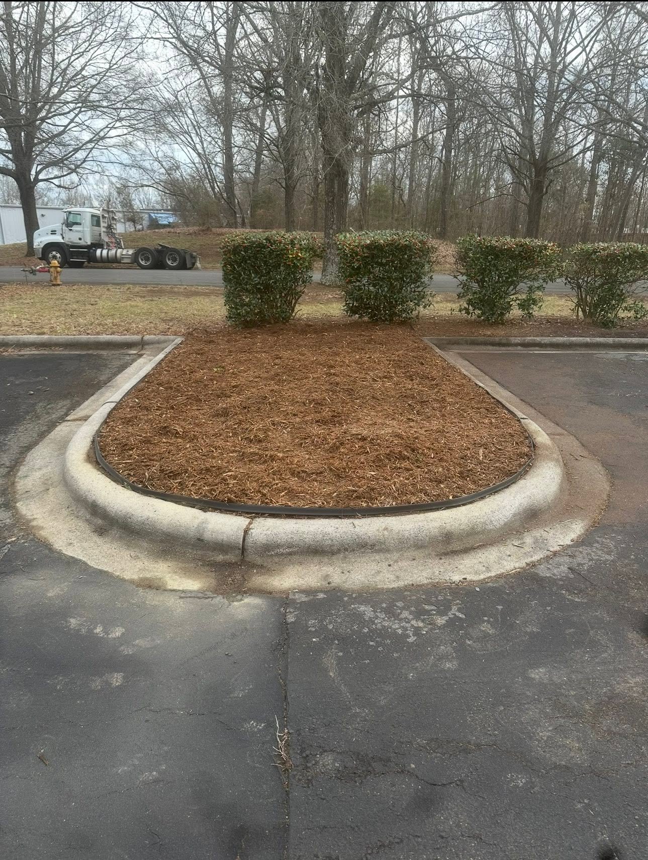 Fresh mulch in a parking lot island with trimmed shrubs