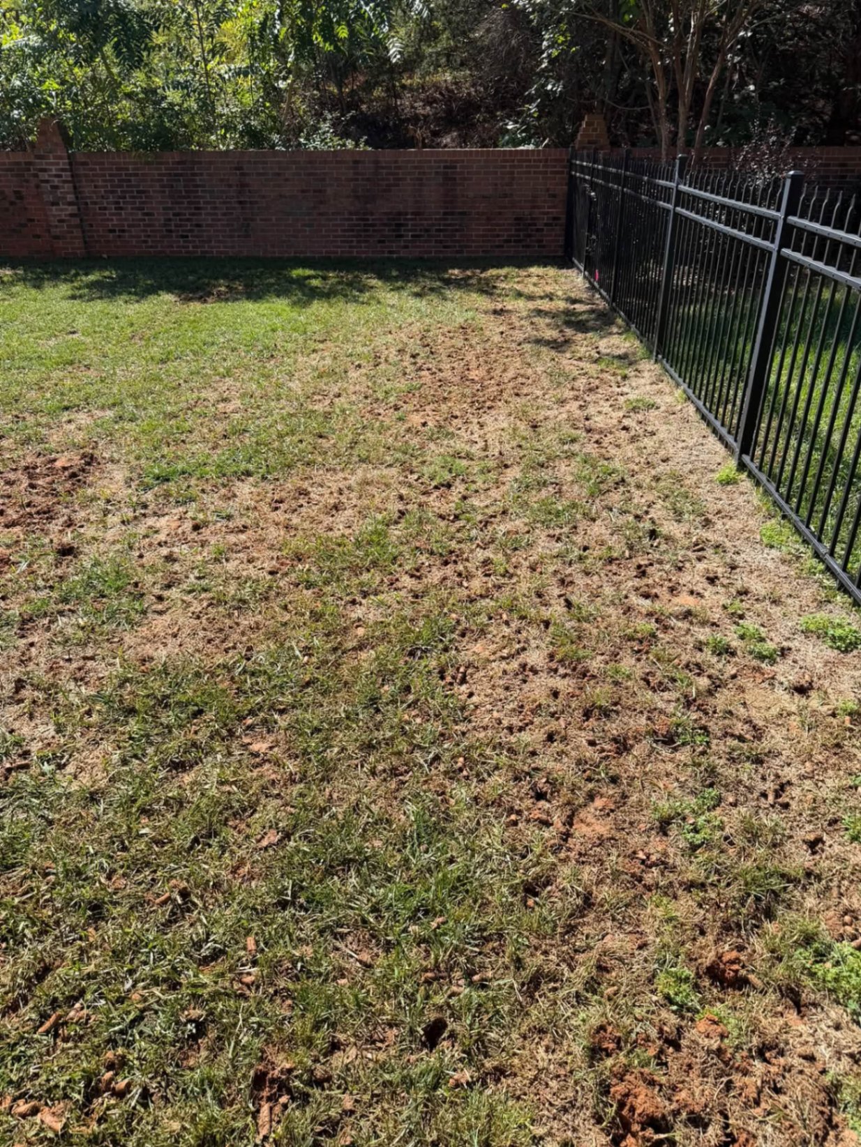 Fenced backyard after core aeration