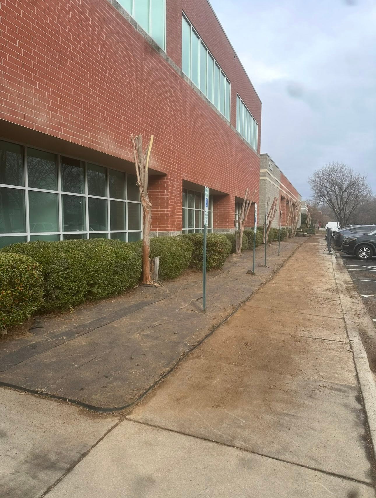 Commercial building beds cleared and prepped along a walkway